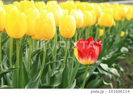 黄色いチューリップ(ストロングゴールド) 黄色いチューリップ(ストロングゴールド) 101686114