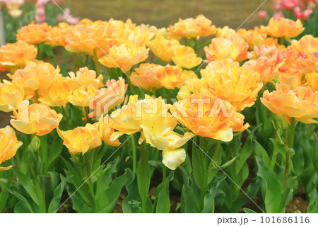 黄色いチューリップ(ストロングゴールド) 黄色いチューリップ(ストロングゴールド) 101686116