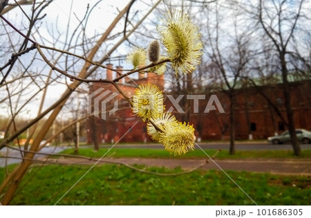 Amazing flowering pussy willow branches close up. Blooming willow and blue sky on background. Easter time 101686305