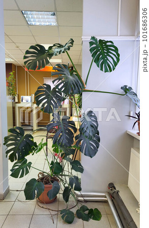 A large bush of the monstera plant, standing on the floor of the pot A large bush of the monstera plant, standing on the floor of the pot 101686306