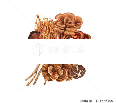 Watercolor medicinal mushroom frame, adaptogenic plant. Hand-drawn illustration isolated on white background. Perfect concept for healthy chinese medicine popular superfood, design packing. 101686400