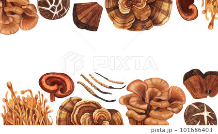 Watercolor medicinal mushroom frame, adaptogenic plant. Hand-drawn illustration isolated on white background. Perfect concept for healthy chinese medicine popular superfood, design packing. 101686403