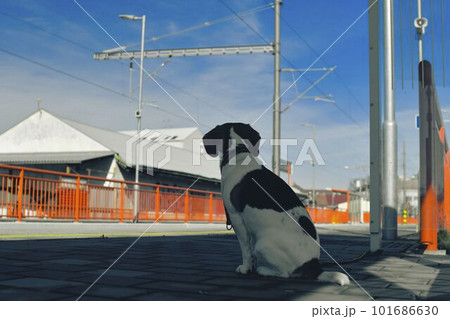 A dog waits for his owner at the train station. The concept of loyalty, abandonment and canine friendship. A beagle dog waiting for its master. 101686630