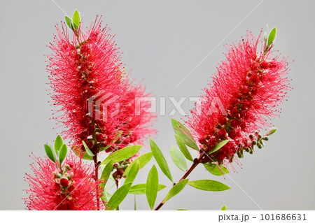 灰色の背景の赤いブラシノキの花 101686631