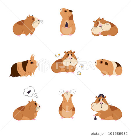 Cute guinea pig in everyday activities set. Funny brown pet rodent eating and sleeping cartoon vector illustration 101686932