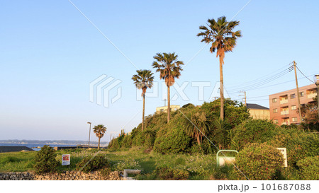 ヤシの木のある風景 ヤシの木のある風景 101687088