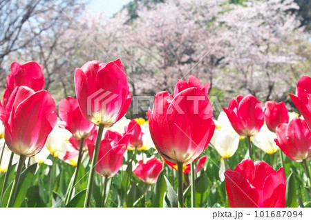 春の桜とチューリップの花が満開に咲く春風景 春の桜とチューリップの花が満開に咲く春風景 101687094