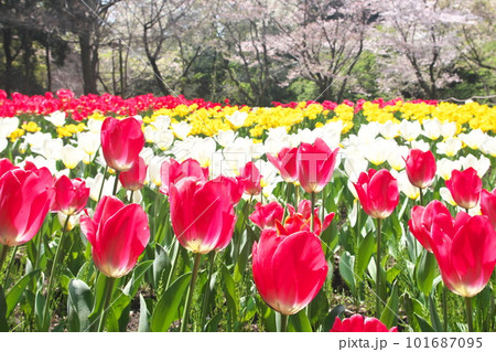 春の桜とチューリップの花が満開に咲く春風景 101687095