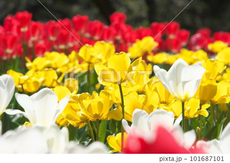 光を受け輝くチューリップ畑の黄色い花 101687101