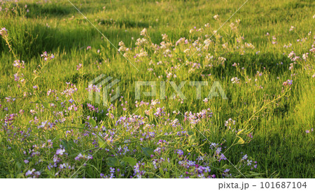 春の野原に咲くハマダイコンの白い花 101687104