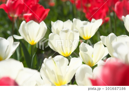 光を受け輝くチューリップ畑の白い花 101687186