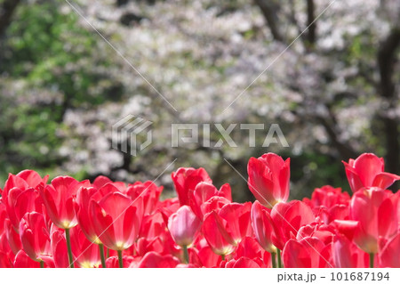 春の桜とチューリップの花が満開に咲く春風景 101687194