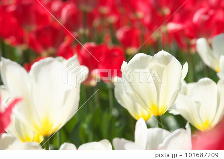 光を受け輝くチューリップ畑の白い花 101687209