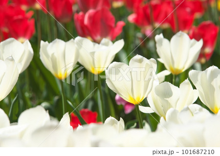 光を受け輝くチューリップ畑の白い花 101687210