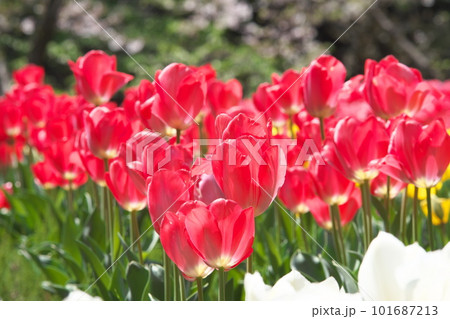 光を受け輝くチューリップ畑の赤い花 101687213