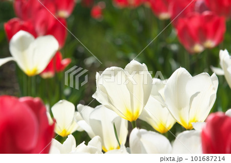 光を受け輝くチューリップ畑の白い花 101687214