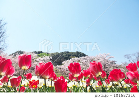 春の桜とチューリップの花が満開に咲く春風景 春の桜とチューリップの花が満開に咲く春風景 101687216