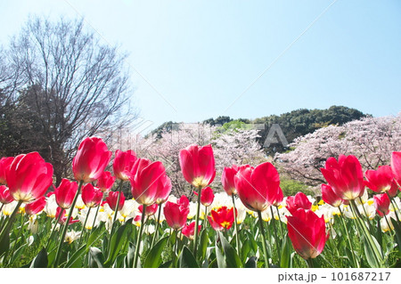 春の桜とチューリップの花が満開に咲く春風景 101687217