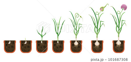 Garlic growth cycle. Growing bulbous vegetables in pot. The process of plant growth with development root system. 101687308