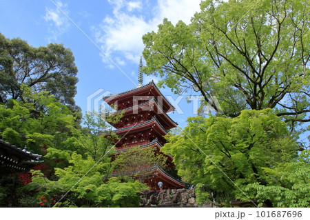 五重の塔 新緑萌ゆる季節 (高知県 五台山竹林寺) 五重の塔 新緑萌ゆる季節 (高知県 五台山竹林寺) 101687696