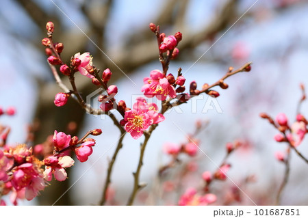 梅の花　一重寒紅 101687851