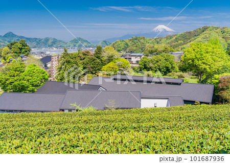 (静岡県)新緑が美しい茶畑越しに、W世界遺産 韮山反射炉と富士山 (静岡県)新緑が美しい茶畑越しに、W世界遺産 韮山反射炉と富士山 101687936