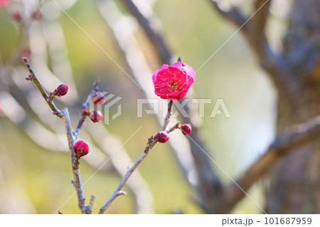 紅梅の花 五節の舞 紅梅の花 五節の舞 101687959