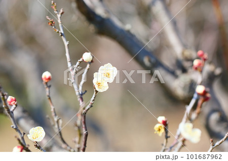白梅の花 雪月花 白梅の花 雪月花 101687962