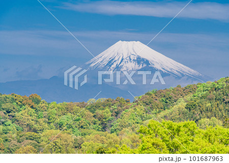 （静岡県）新緑が美しい茶畑越しに、富士山 101687963