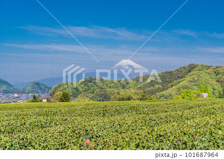 （静岡県）新緑が美しい茶畑越しに、富士山 101687964