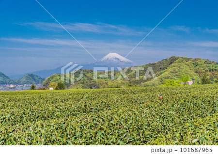 （静岡県）新緑が美しい茶畑越しに、富士山 101687965