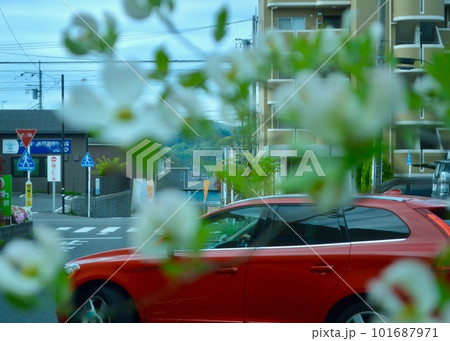 通勤、満開の街路樹の花を楽しみながら。の写真素材 [101687971] - PIXTA