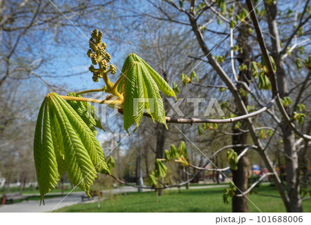 The first green leaves and buds on a chestnut tree 101688006