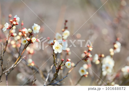 白梅の花 雪月花 白梅の花 雪月花 101688072