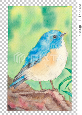 青い鳥の手描き水彩イラストのイラスト素材 [101688488] - PIXTA