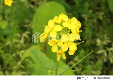 小田緑地を歩いた 101688600