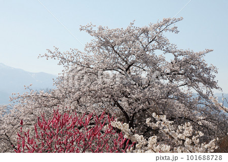 満開の花見山公園 101688728