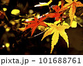 赤色や黄色の葉のモミジの紅葉 赤色や黄色の葉のモミジの紅葉 101688761