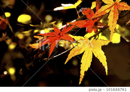 赤色や黄色の葉のモミジの紅葉 101688761