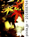 赤色や黄色の葉のモミジの紅葉 赤色や黄色の葉のモミジの紅葉 101688764