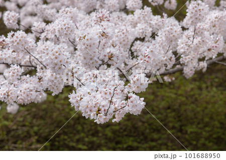 春の陽に照らされた桜の花 101688950