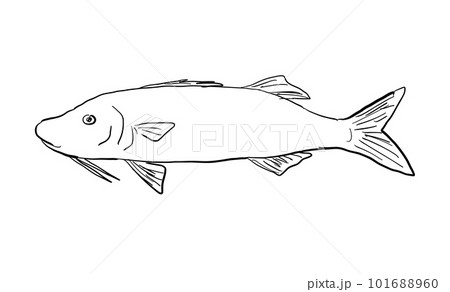 Moana kali-HAWAII-FISH-DWG-BW-CUT Moana kali-HAWAII-FISH-DWG-BW-CUT 101688960