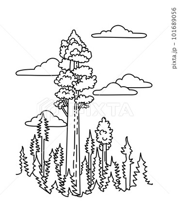 General Sherman Tree in Sequoia National Park California Monoline Line Art Drawing General Sherman Tree in Sequoia National Park California Monoline Line Art Drawing 101689056