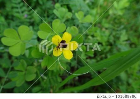 ふわふわ飛ぶ昼行性蛾　クロハネシロヒゲナガ♂ 101689386