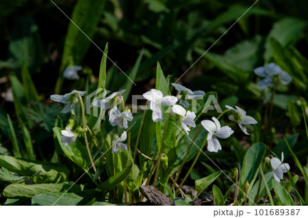 白い花のスミレ スミレ科アリアケスミレ 白い花のスミレ スミレ科アリアケスミレ 101689387