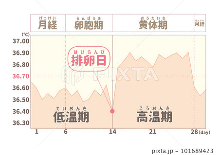 健康な女性の生理周期(例) 健康な女性の生理周期(例) 101689423
