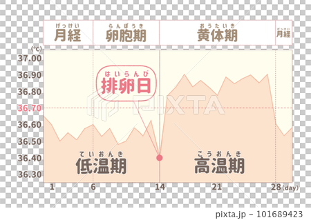 Menstrual cycle of a healthy woman (example) 101689423