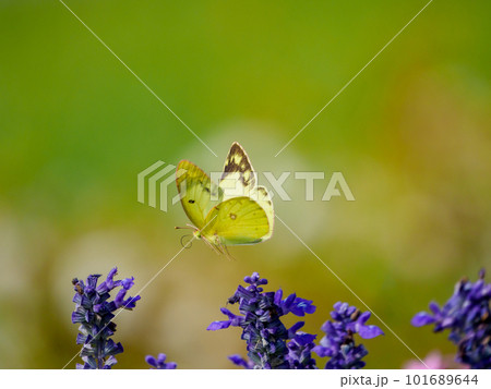 モンキチョウの飛翔 モンキチョウの飛翔 101689644