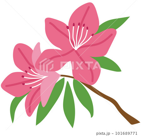 ツツジ 植物 花のイラスト素材 [101689771] - PIXTA
