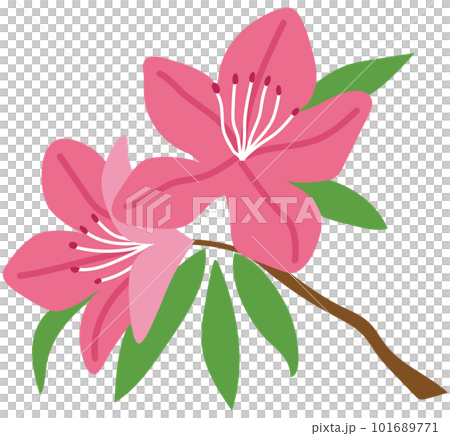 Azalea plant flower Azalea plant flower 101689771